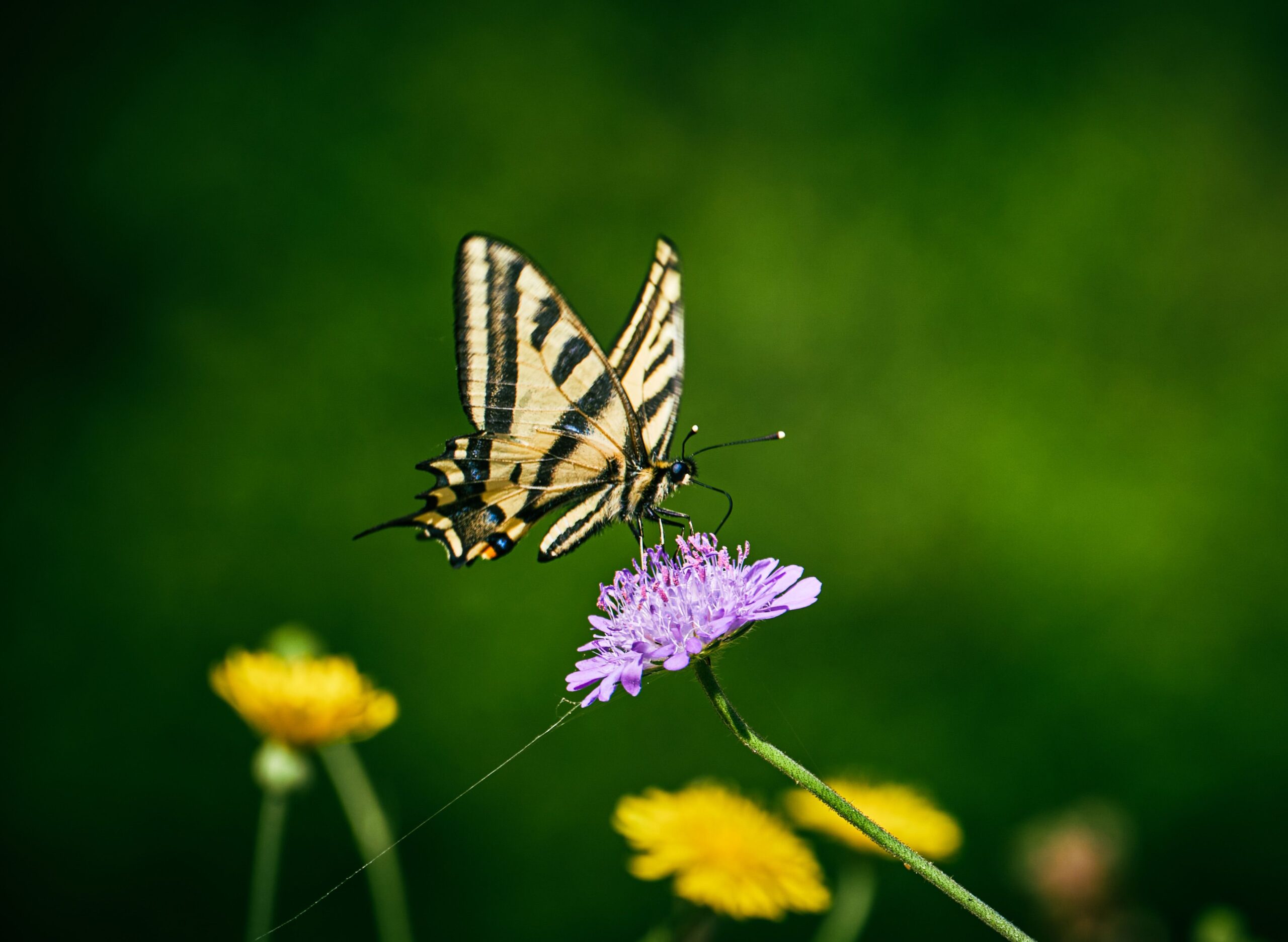 FlutterWeb