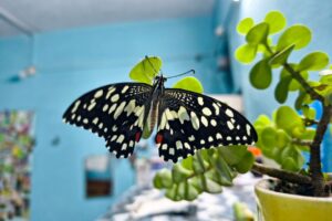 Mastering FlutterUI: Building Responsive and Adaptive Interfaces