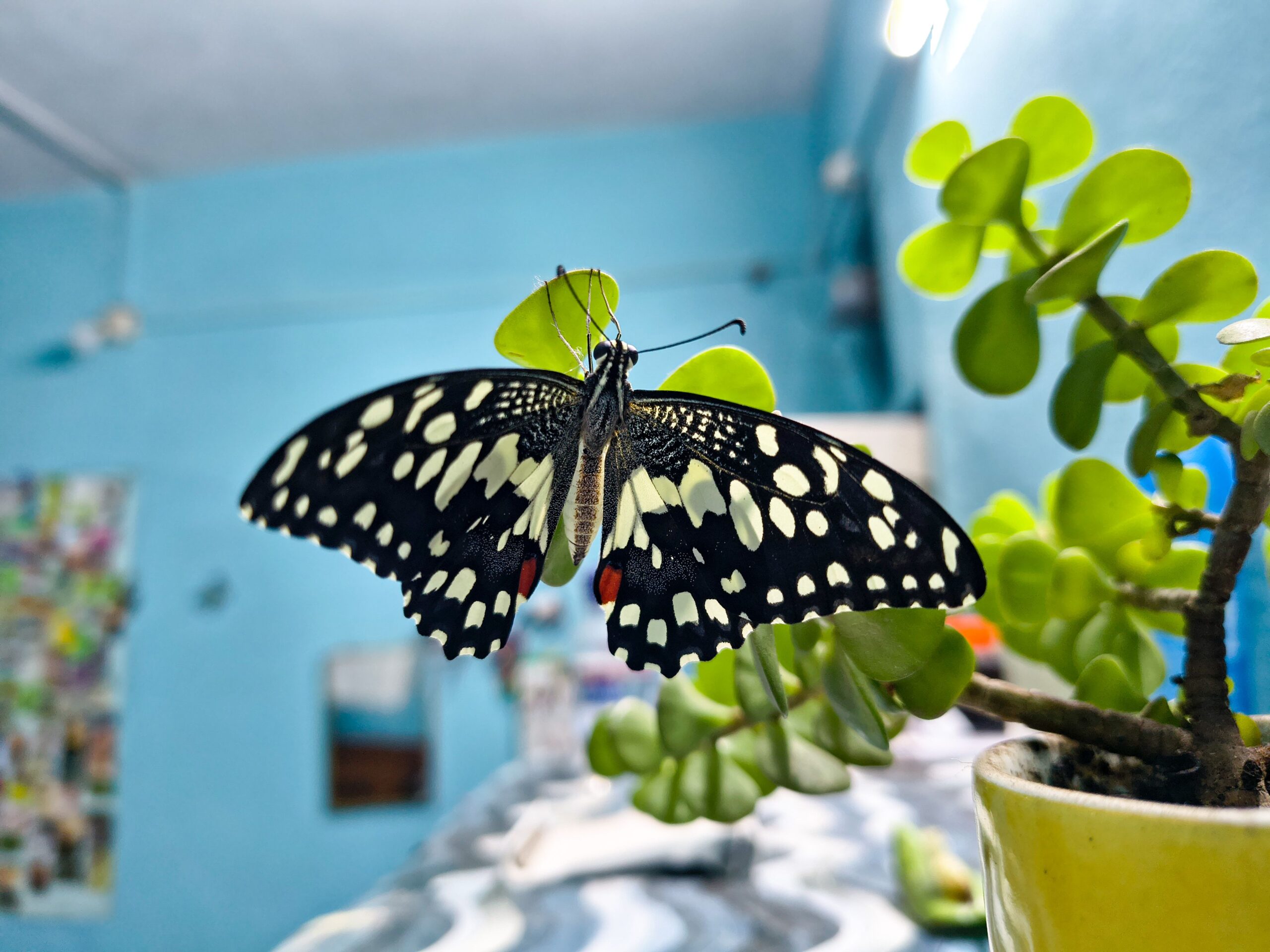 FlutterUI